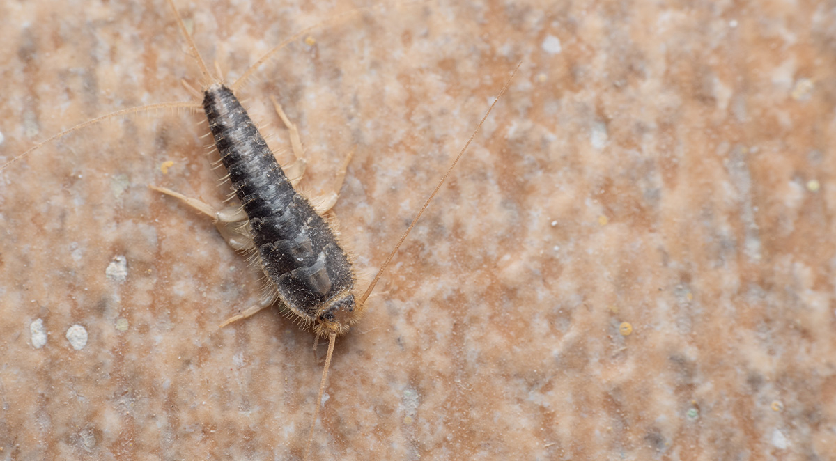 What to Do About Silverfish, Millipedes, &amp;amp; Centipedes