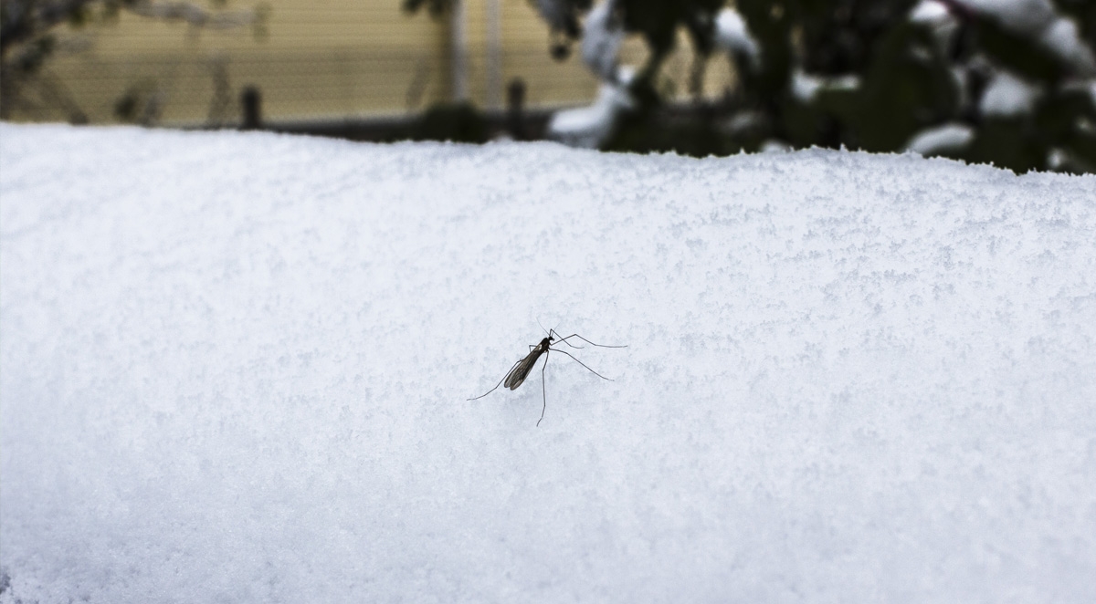 Doesn&rsquo;t the Cold Kill Pests?