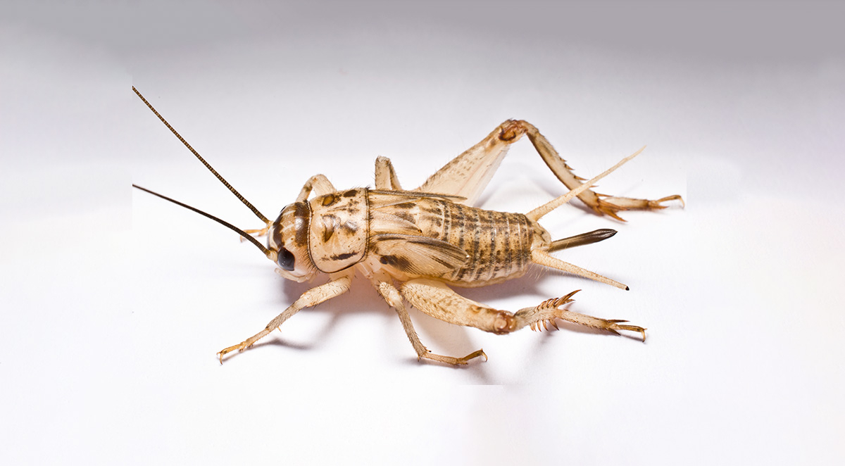 How to Get Rid of Crickets