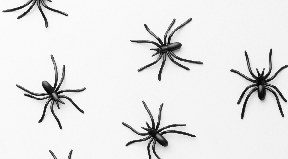 Venomous Spiders That Live in the Carolinas