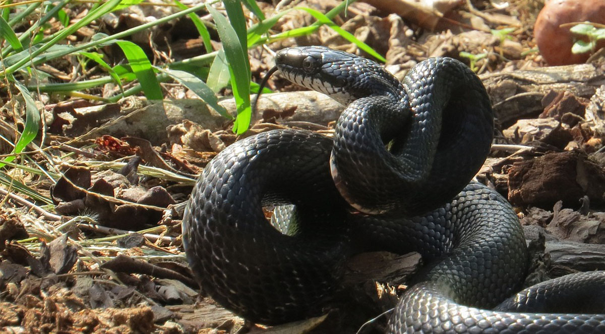 What To Do About Snakes in the Yard in Summer