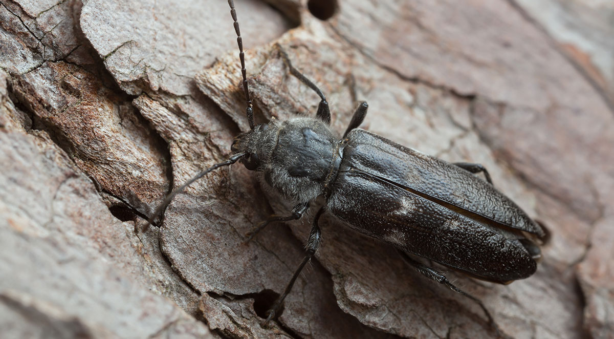 How to Control Old House Borers