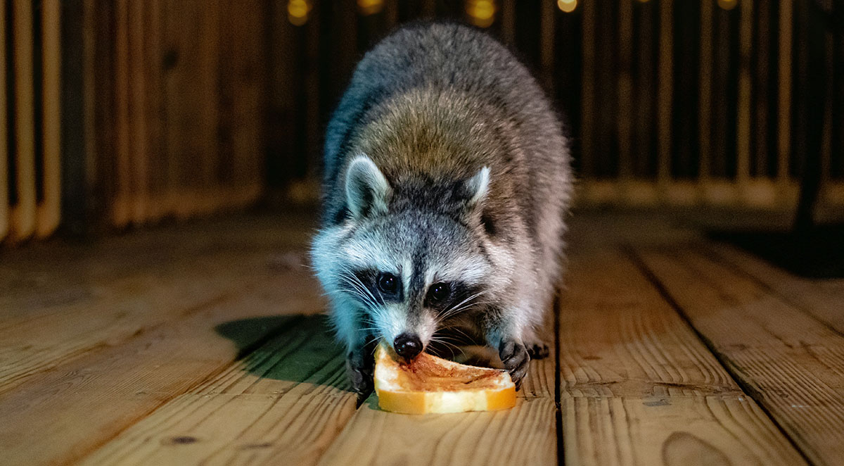 How to Choose a Humane Wildlife Removal Company