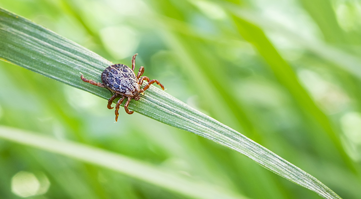 Pest Control in Yadkin County by Season
