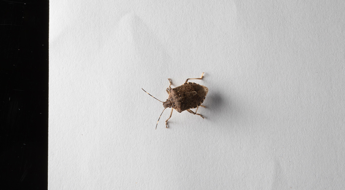 Fast Facts About Stink Bugs
