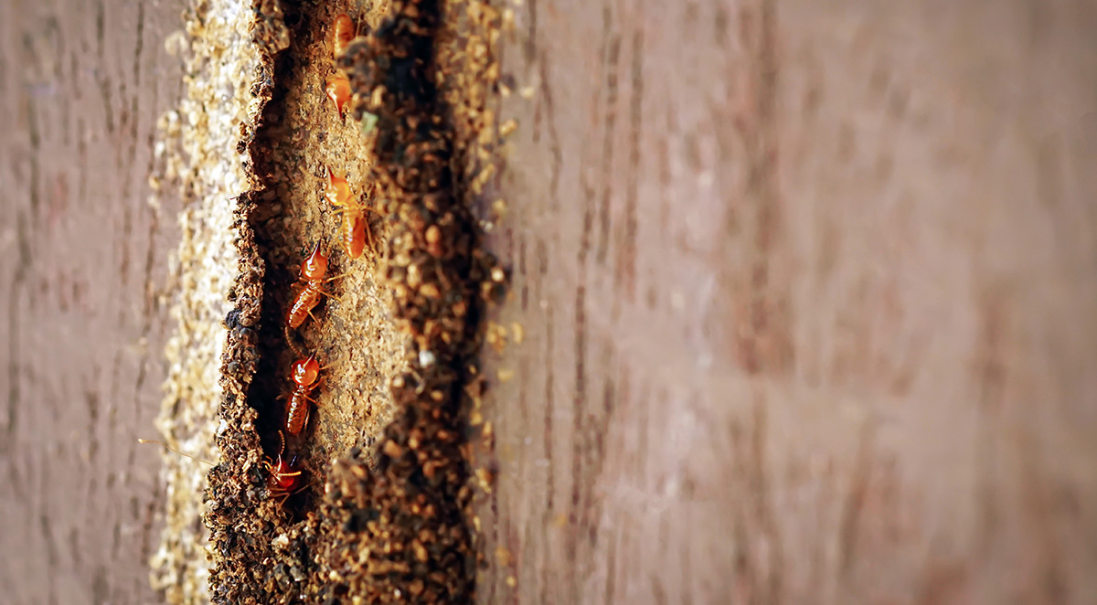 Are Termites a Health Hazard?