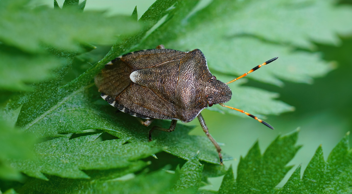 How To Keep Stink Bugs Out of Your Home