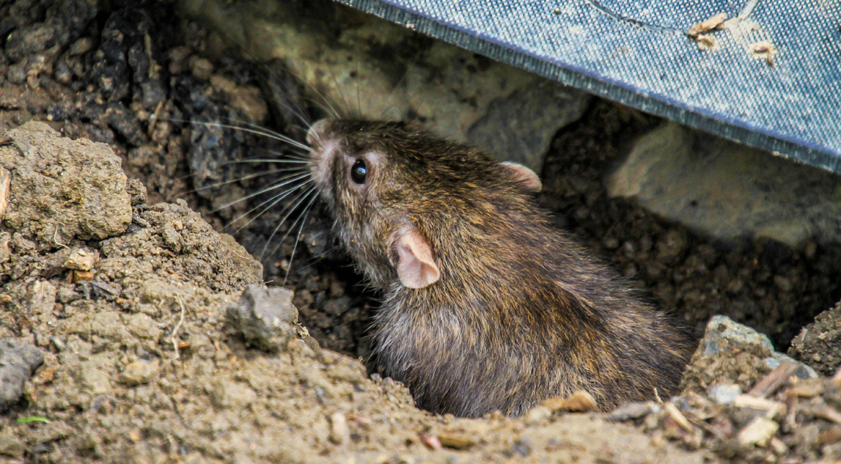Fall Rodent Prevention: Seal Your Home Before Winter