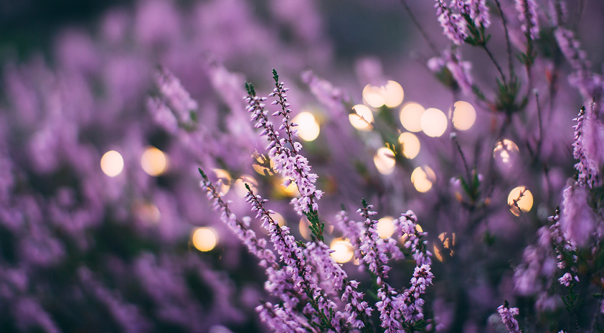 How to Keep Ticks Out of Your Yard