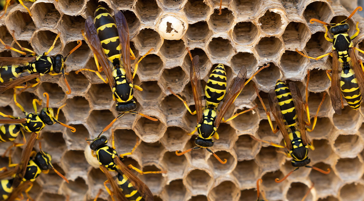 How to Prevent Wasp Nests