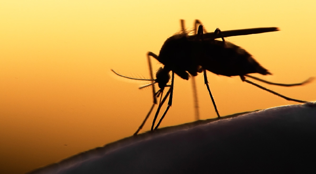 Controlling Mosquitos In and Around Your Home