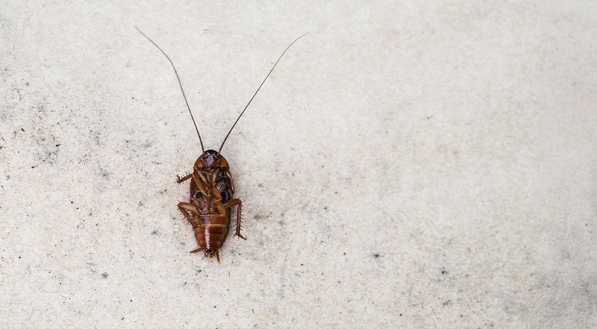 What to Expect with Tropical Storms and Pests: Preparation and Protection