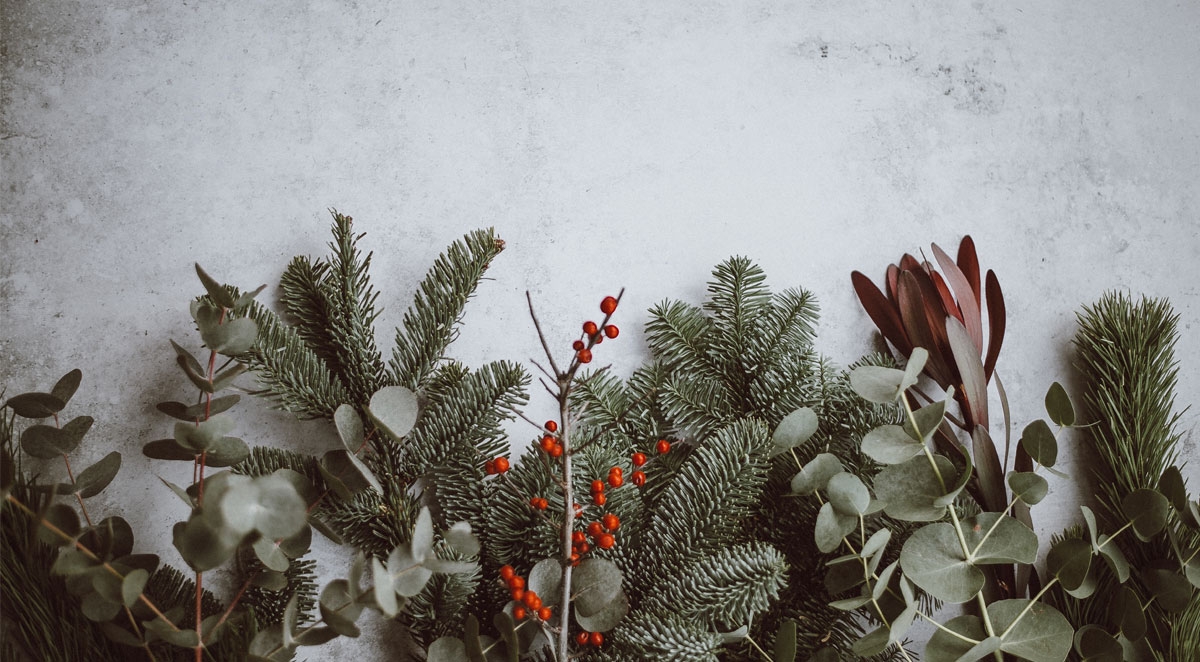 How to Help Prevent Holiday Pests