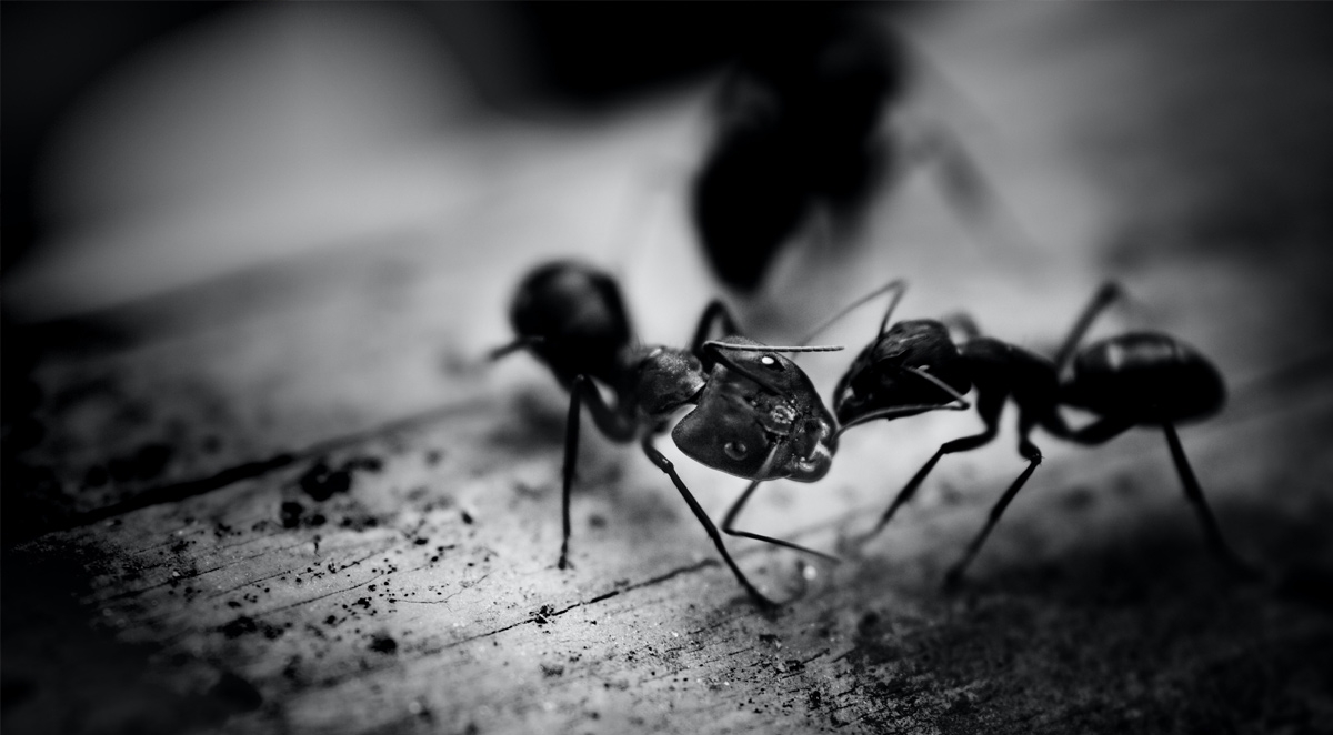 How to Identify Ant Infestations