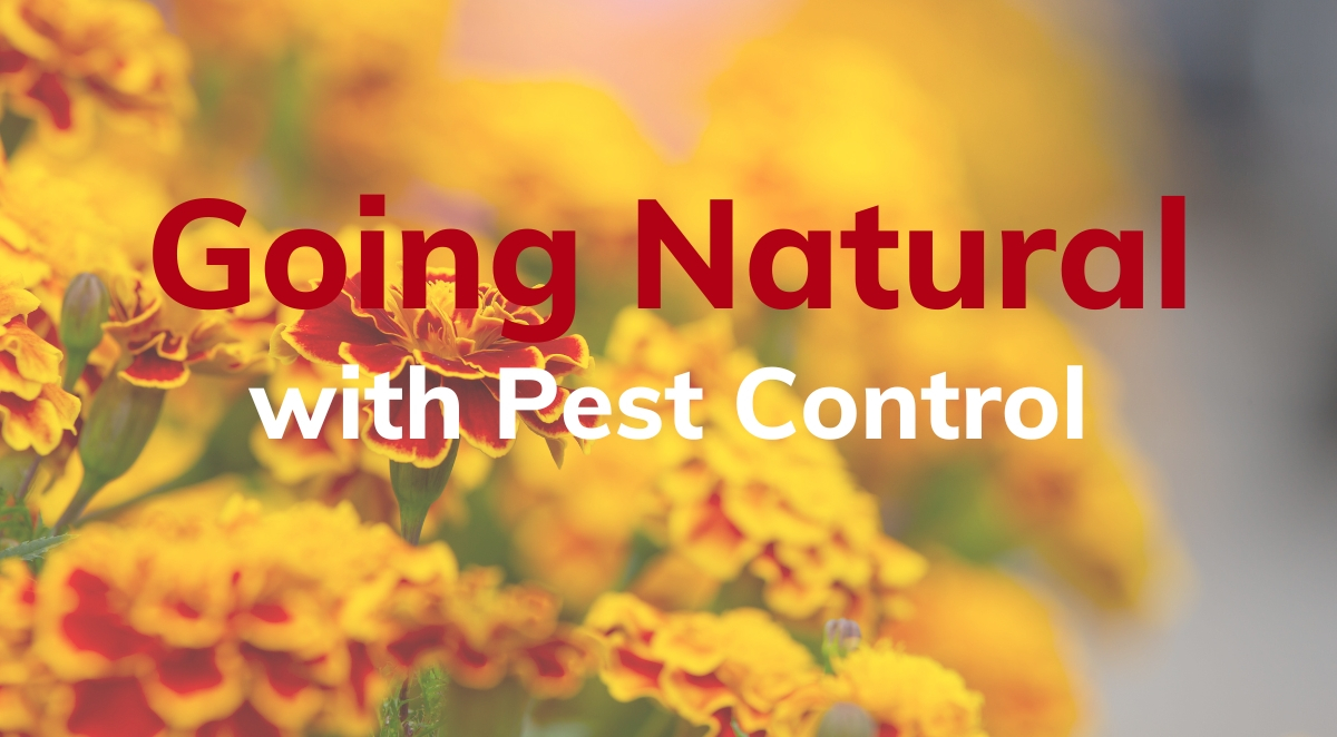 Going Natural with Pest Control