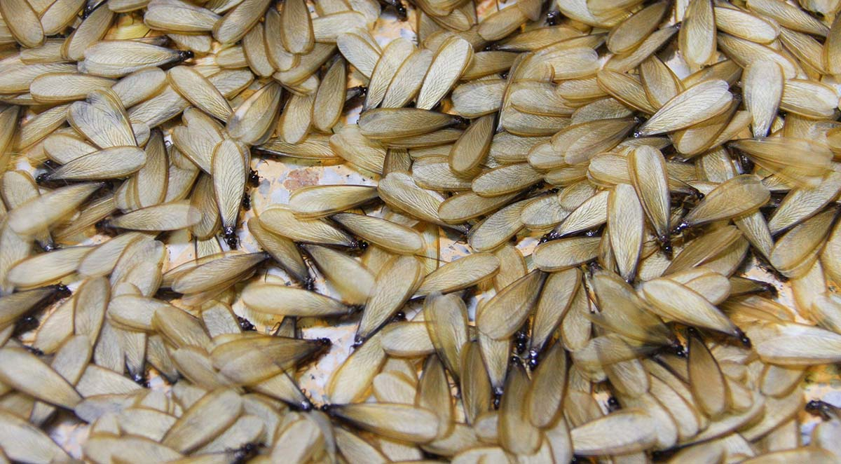 Termite Swarms: What You Need to Know