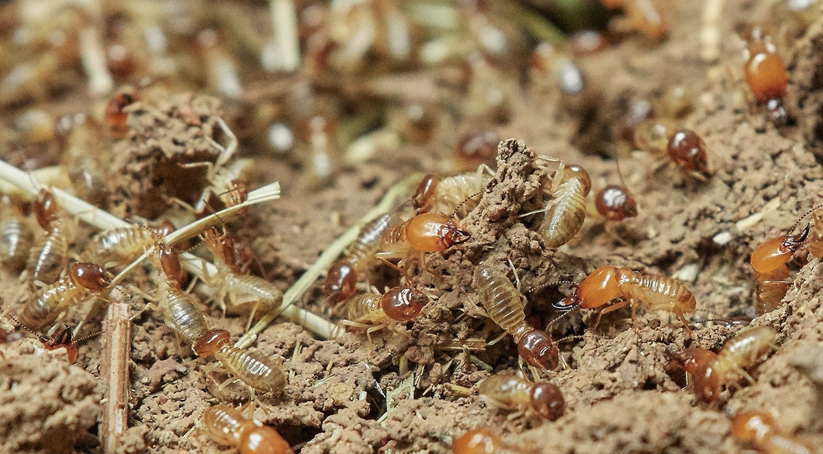 How to Get Rid of Termites: Modern Solutions for a Persistent Problem