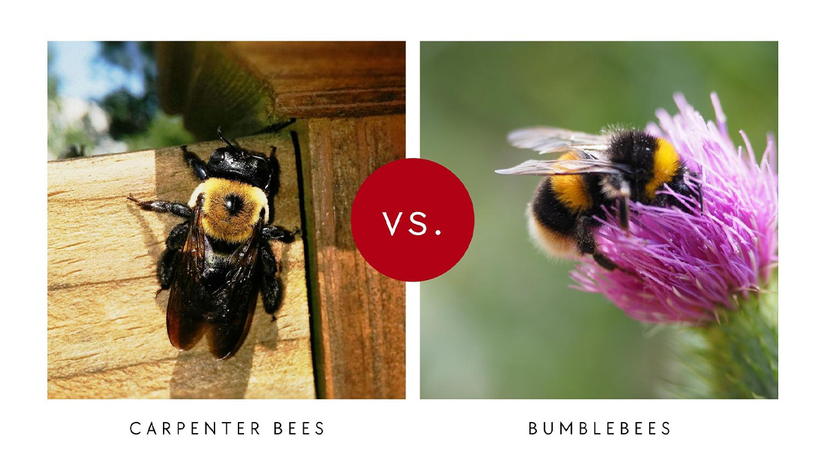 Carpenter Bees vs. Bumblebees