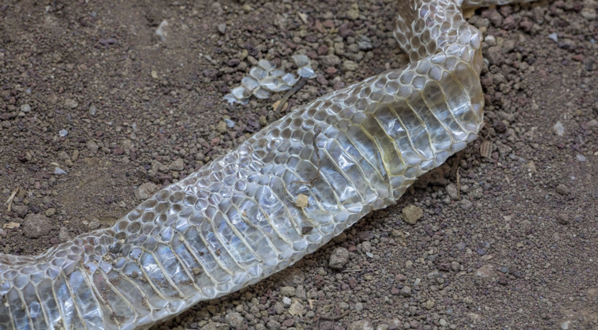 7 Signs of Snakes Around Your Home