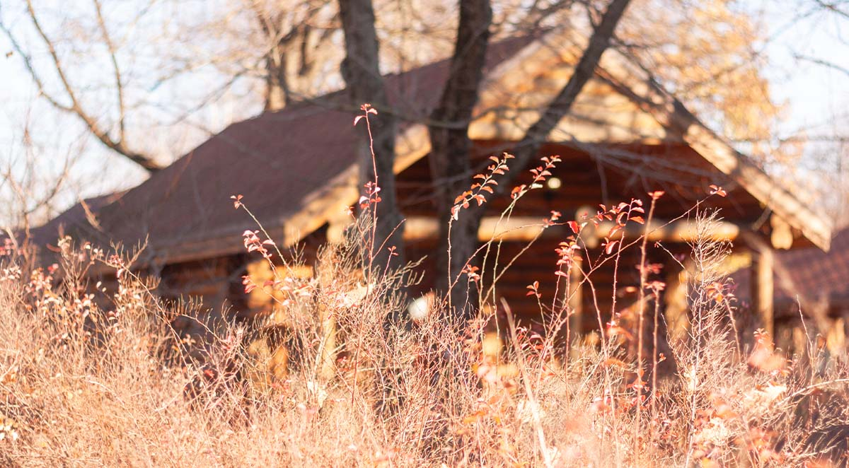 Does Drought Affect How Many Pests You Have in Your House