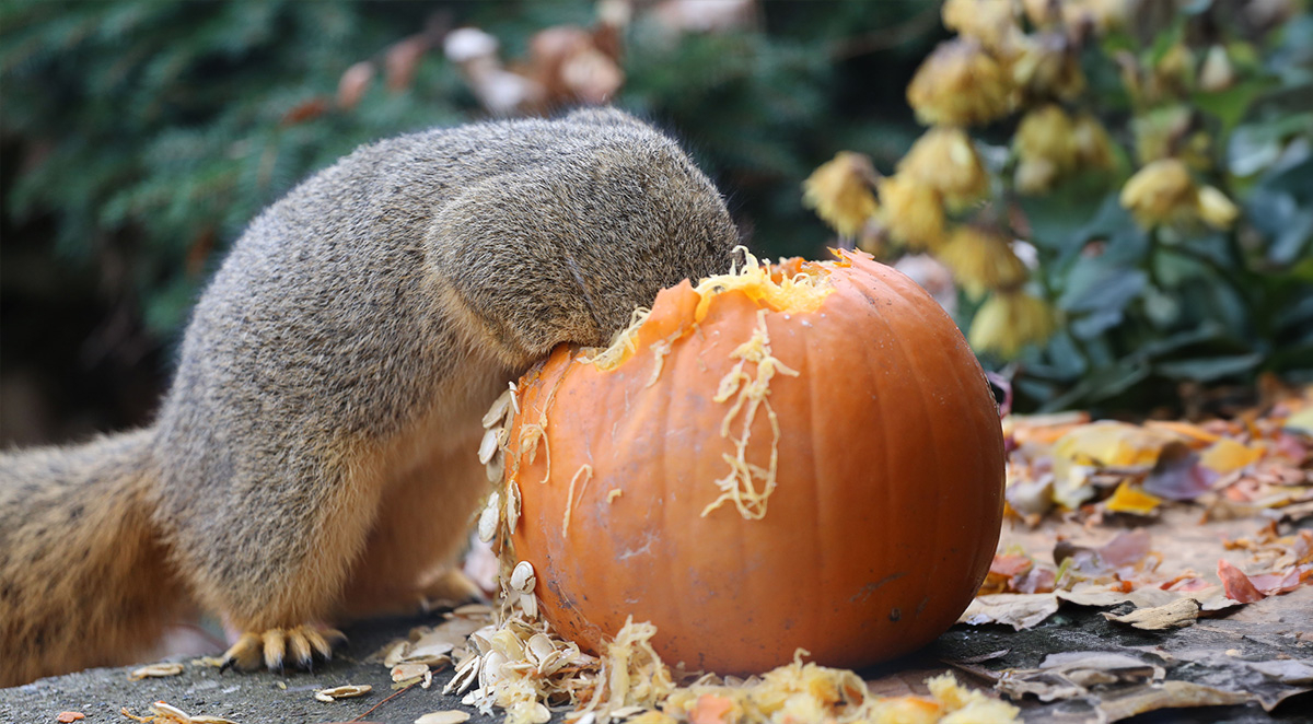 How To Keep Squirrels from Eating Your Carved Pumpkin