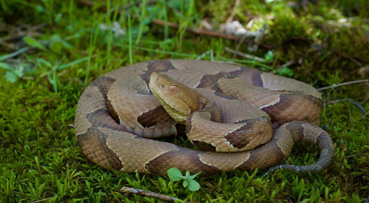 How to Identify Venomous Snakes in North Carolina