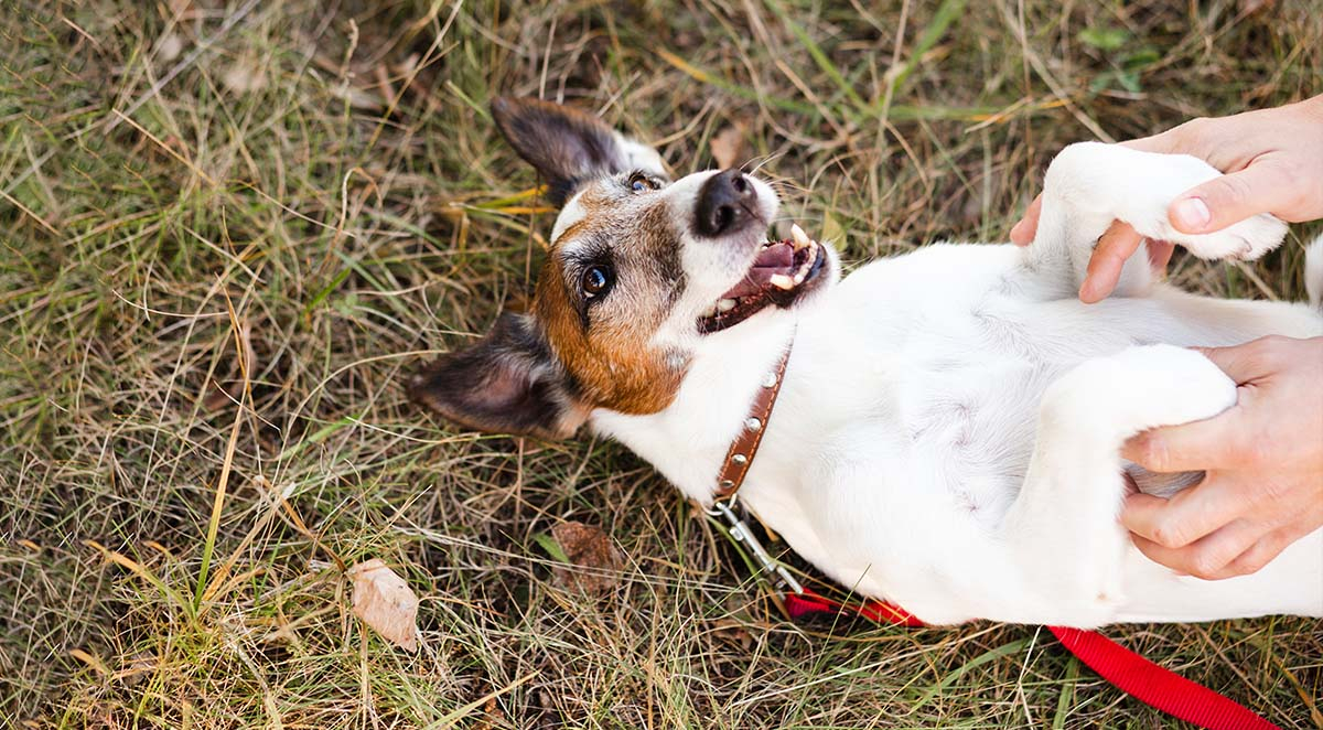 Why Do Fleas Love My Pets?