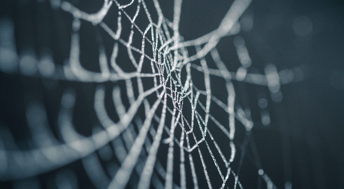 Scary Fall Pests That Belong in a Haunted House