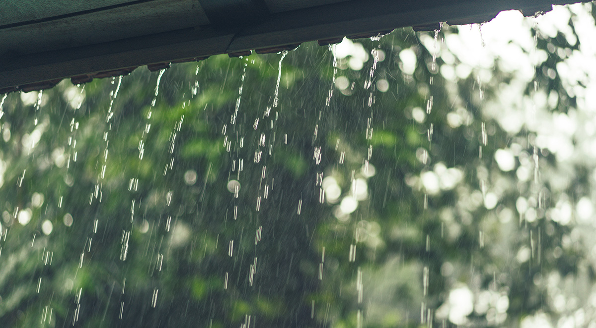 Why Do Bugs Come Into My House After It Rains?