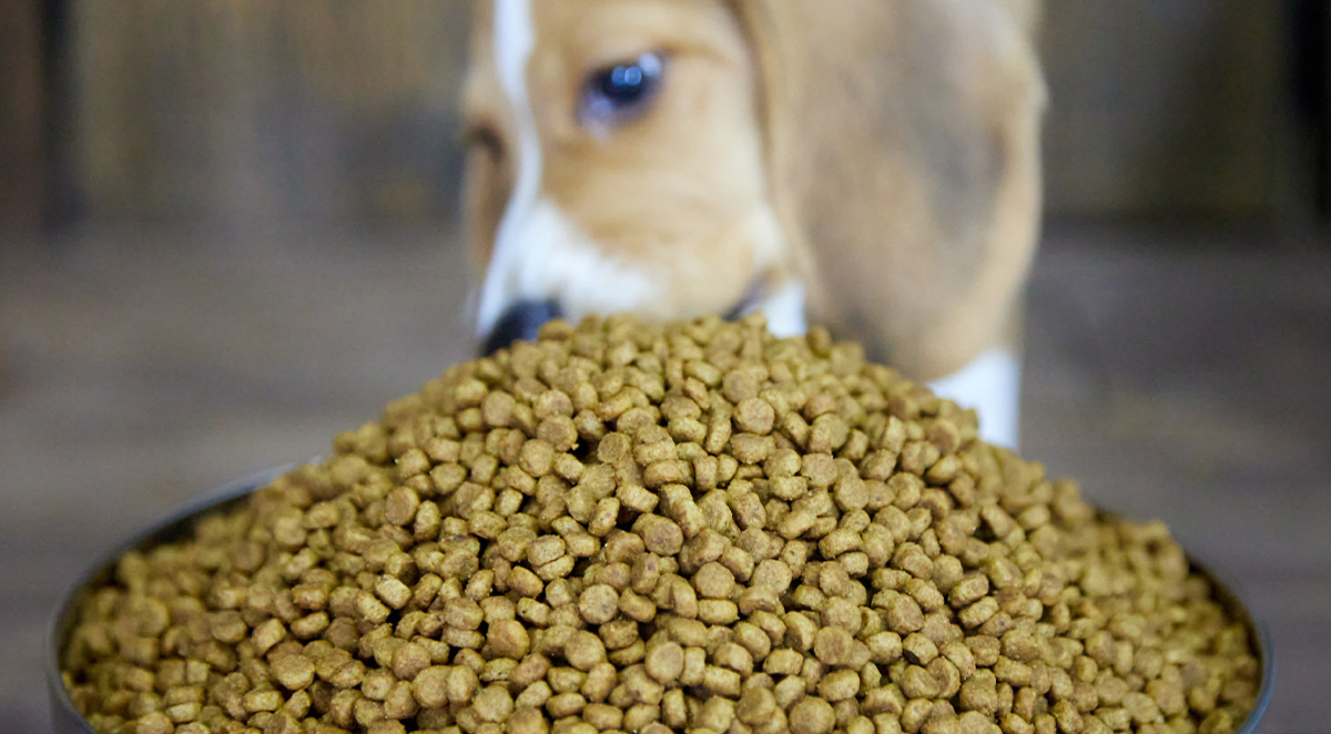 Keep Your Pet Food from Becoming Pest Food