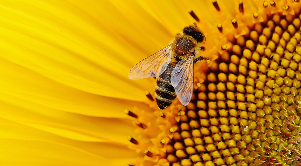 How to Find an Environmentally Friendly Pest Control Company