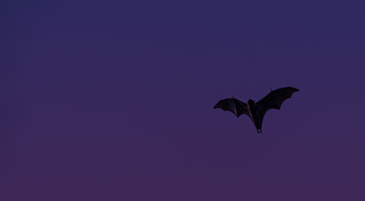 How to Tell if You Have Bats in Your Attic