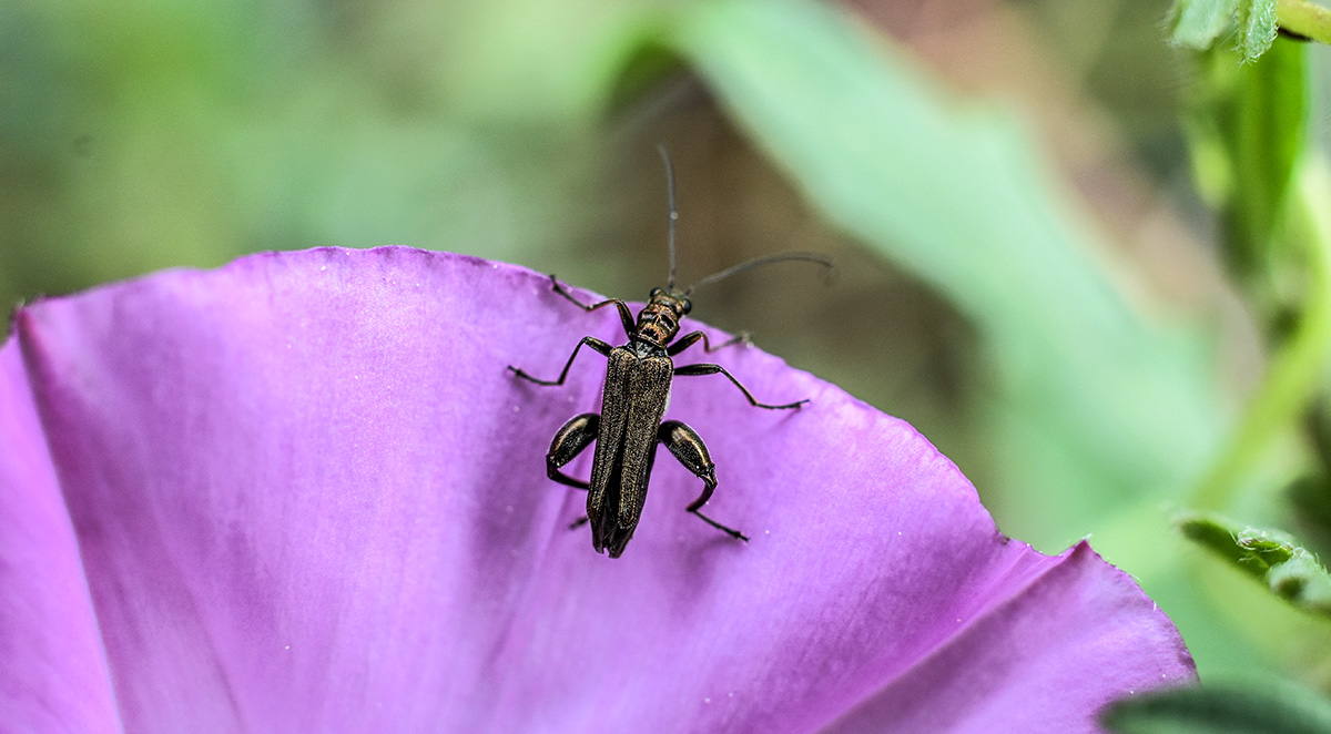 Spring to Summer Pest Prevention Guide for Wilkes Homeowners