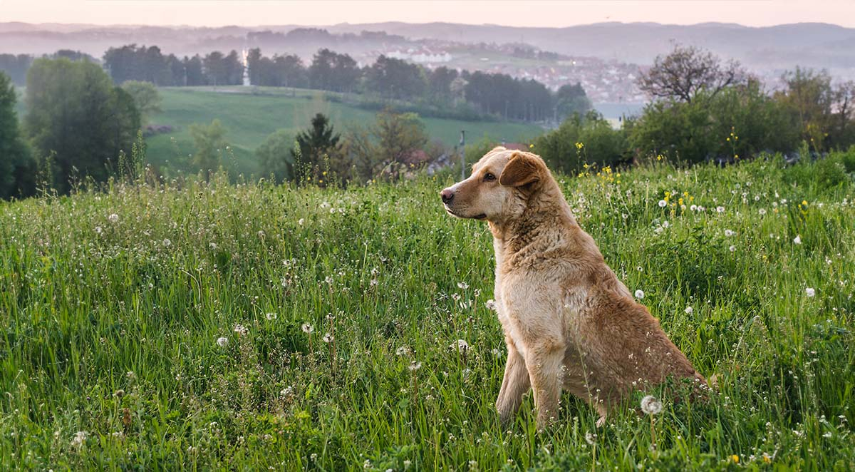 How To Keep Ticks Off Your Dog
