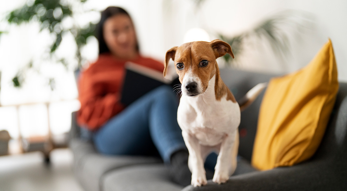 Do Pets Attract Pests?