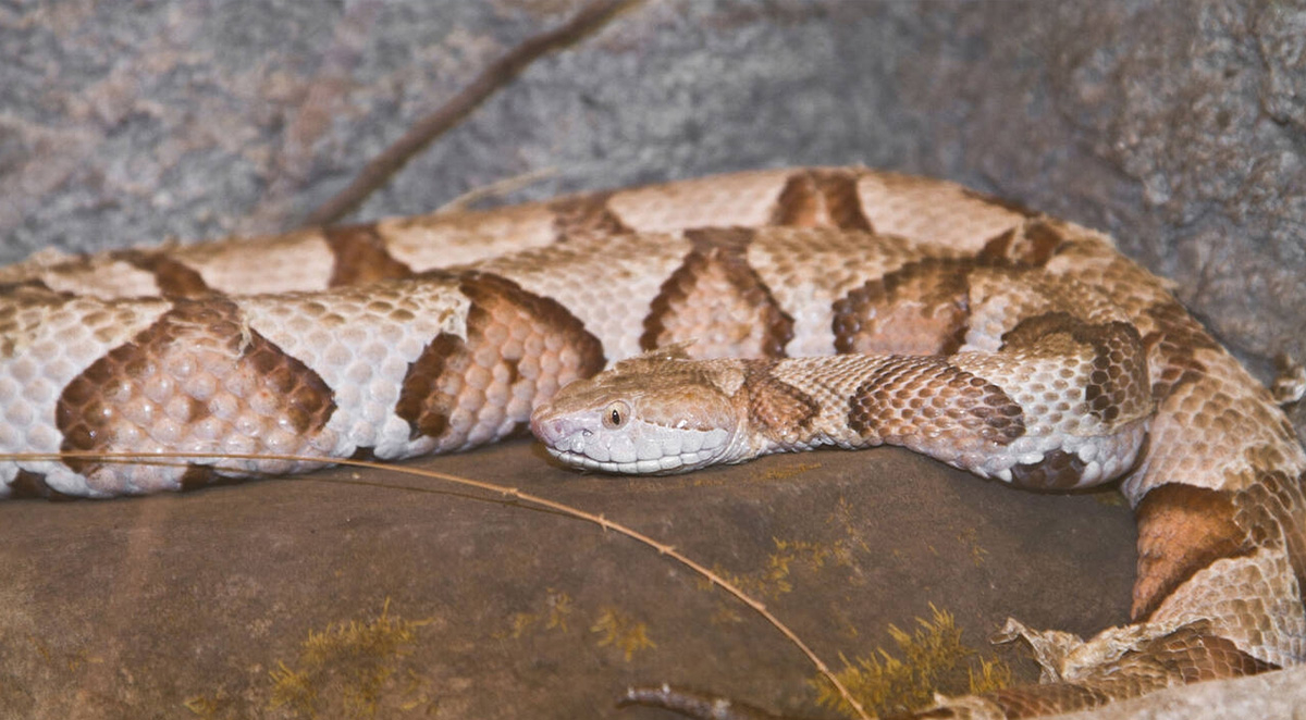 How to Make Your Home Unfriendly for Snakes: Modern Prevention Strategies