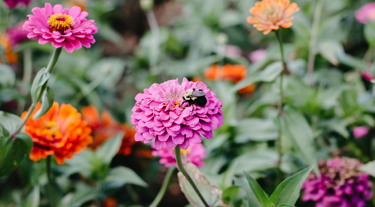 Six Tips for Planting a Pollinator Garden This Spring