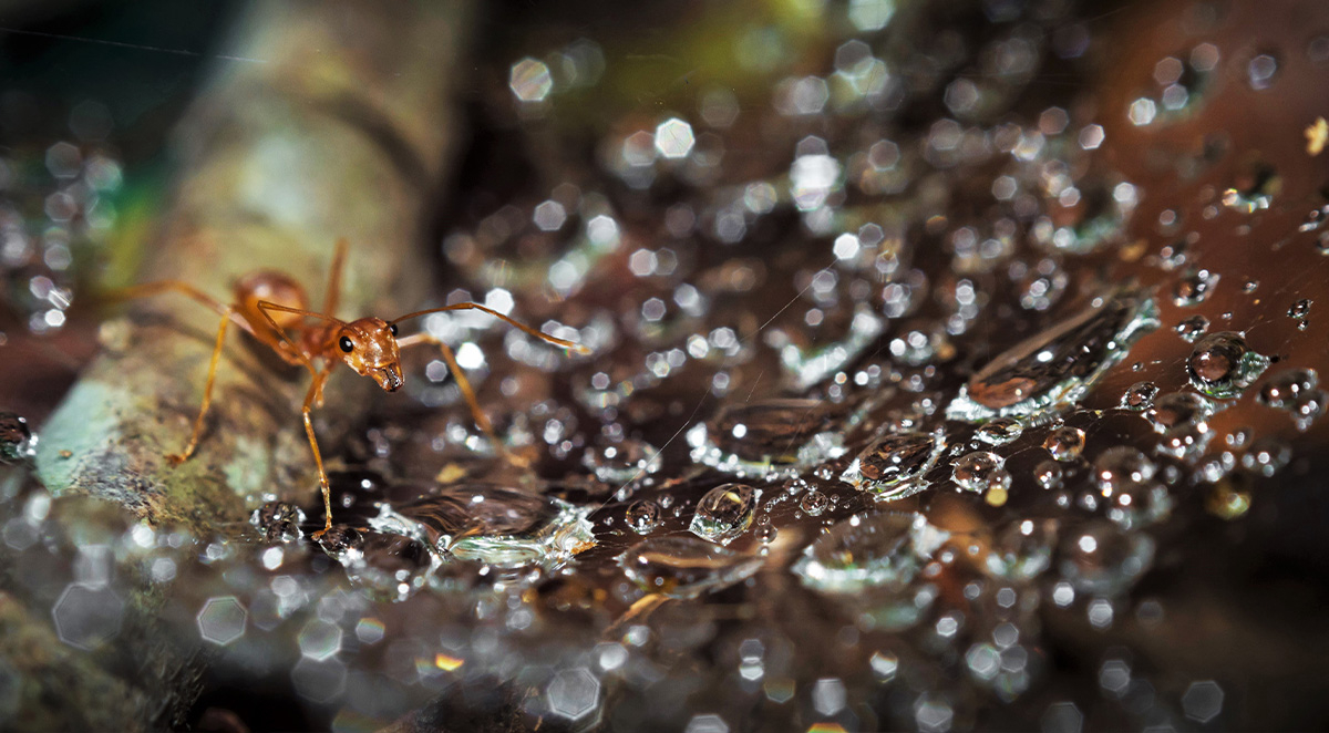 Pests To Expect After Heavy Rains