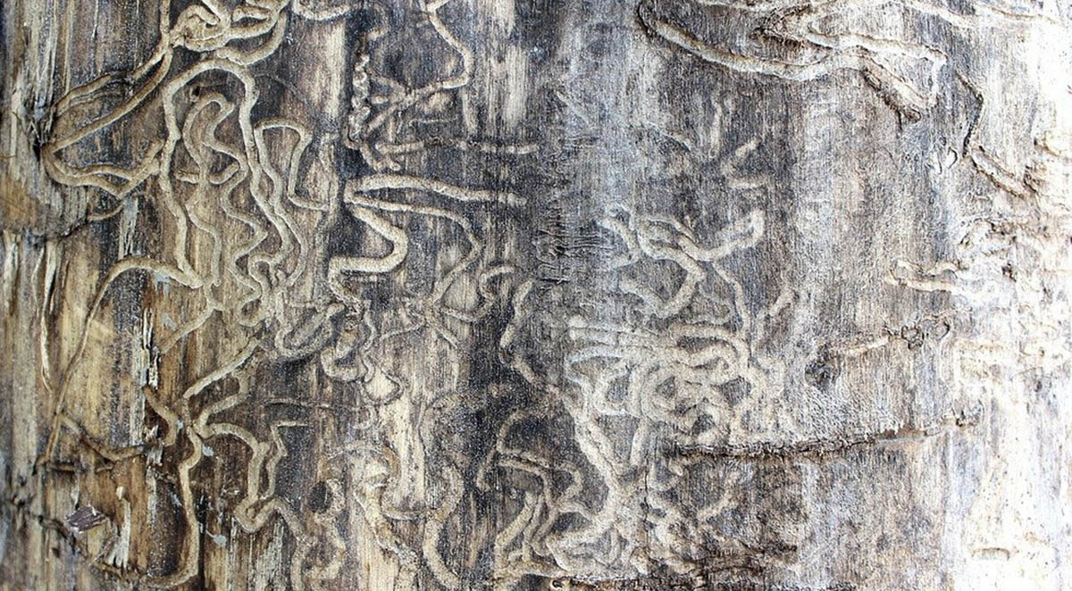 Six Signs of a Termite Infestation in Your Home