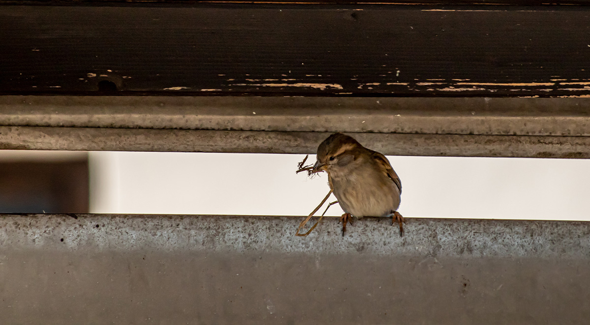 How Do I Get Rid Of Birds In My Attic?