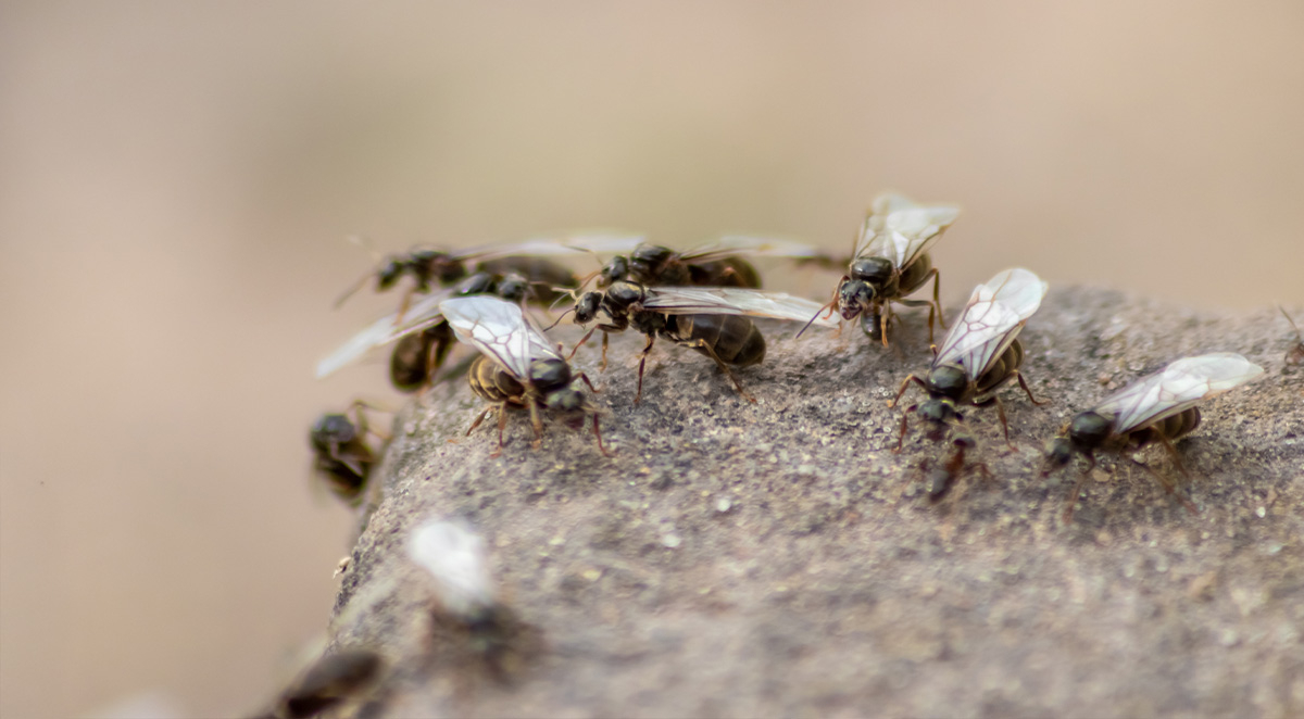 How to Handle Flying Ants in Your Home: Identification, Prevention, and Treatment