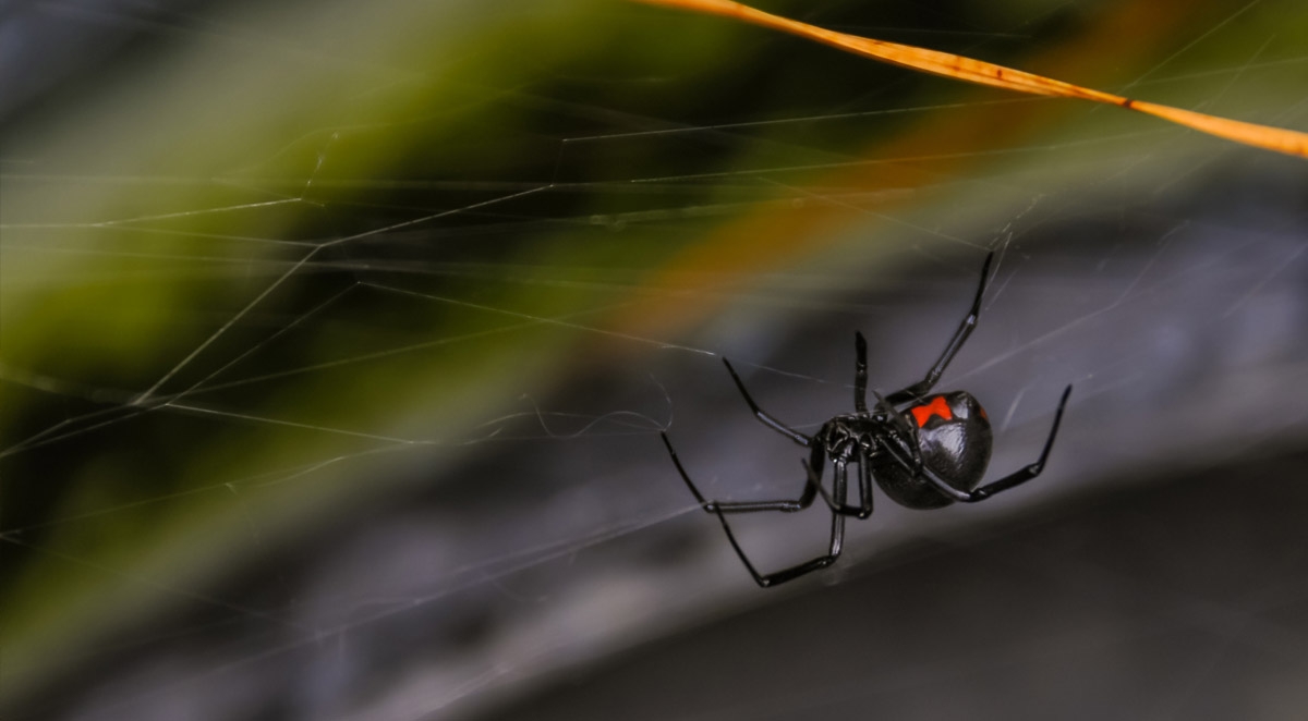 Send Scary Spiders Back to the Haunted House