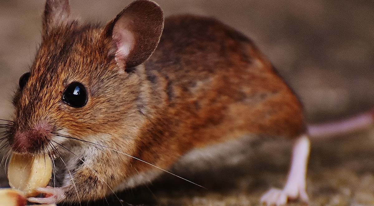 Mice Extermination and Getting Rid of Mouse Problems