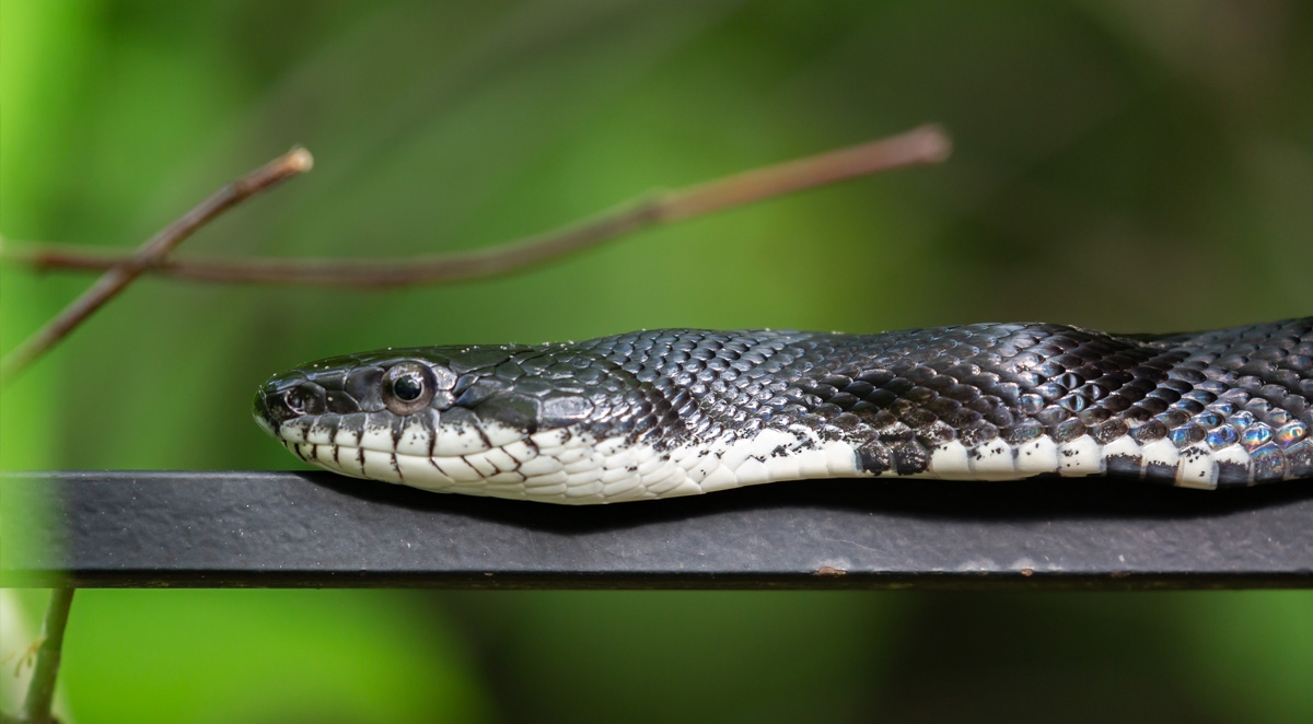 Why Hiring a Professional Snake Exterminator Is a Smart Idea