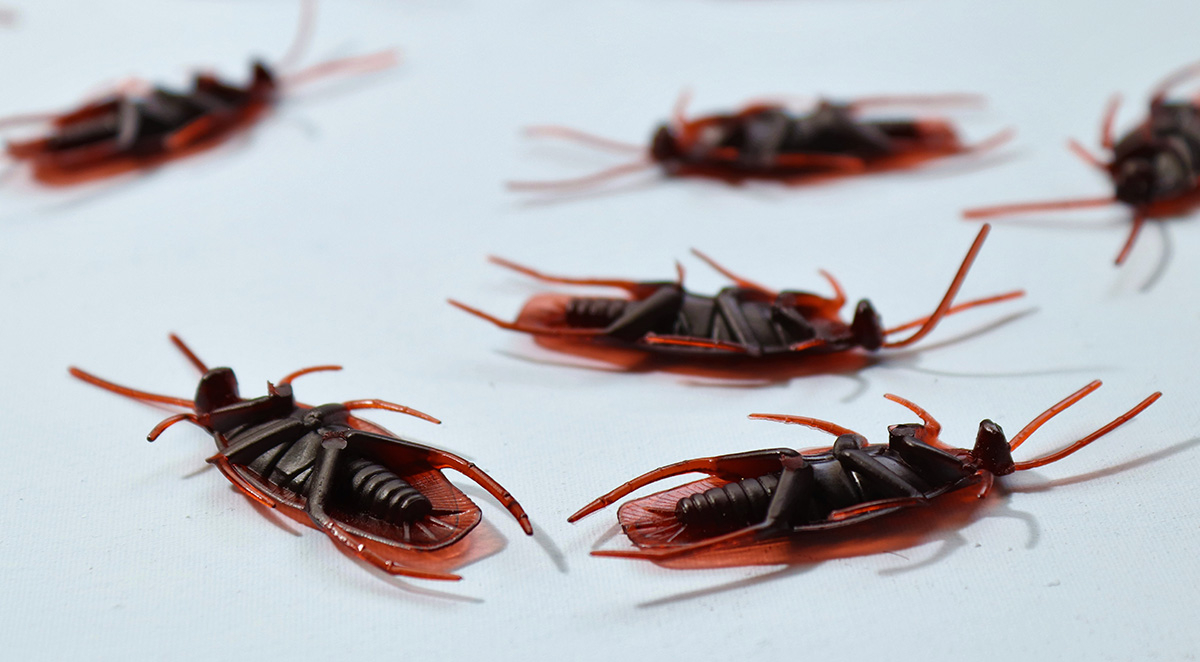 Cockroach Series - How to Get Rid of Roaches