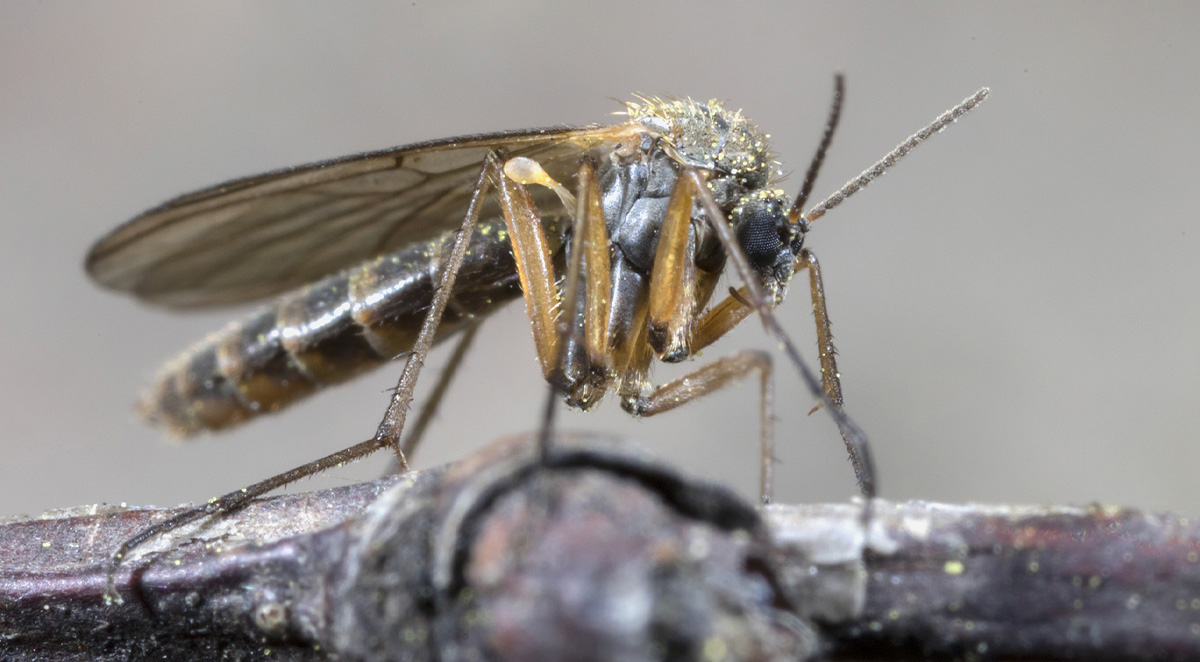 Should You Invest in Mosquito Control Services?