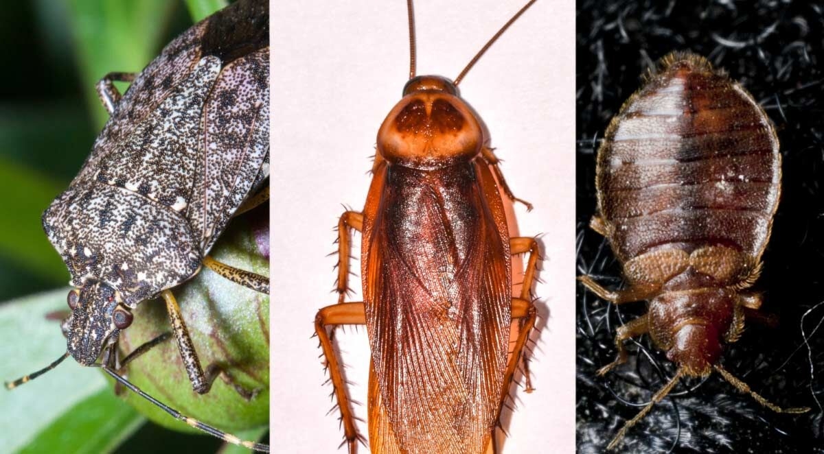 Eleven Common Fall Pests in North Carolina