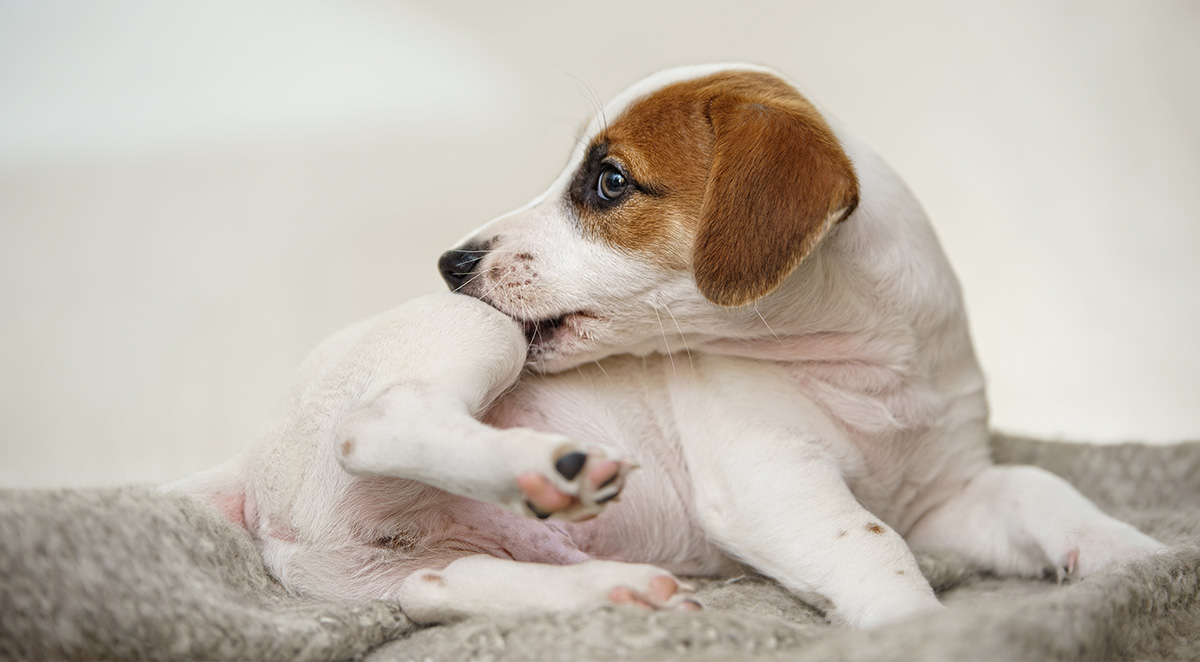 What Causes Flea Infestations?