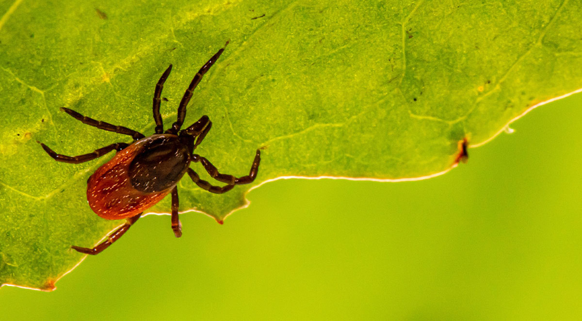 How to Repel Ticks Naturally