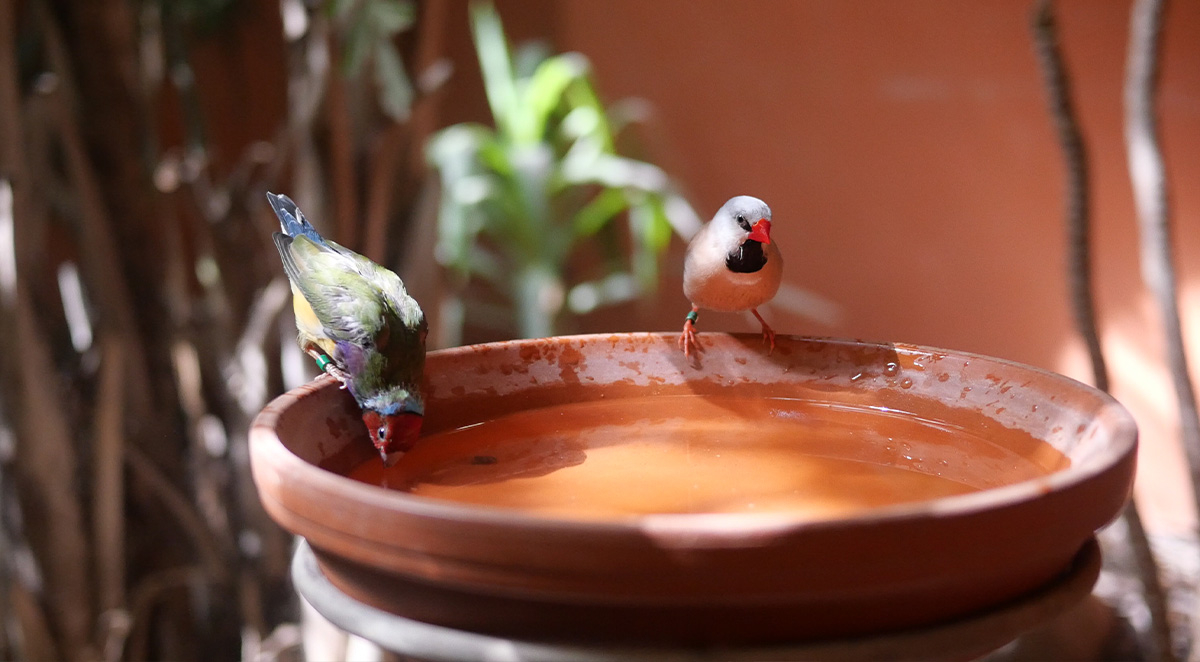 Controlling Mosquitoes In and Around Your Home